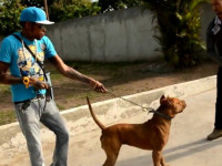 Vybz Kartel Playing With His Pitbull That Bite Him During Alleged Murder