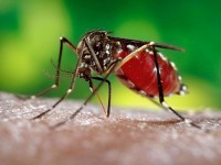 Chikungunya now an epidemic in the Caribbean