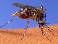 Chikungunya-A Mosquito-Borne Disease Untreatable Virus Spreading In The Caribbean Now Afflicts 4,600