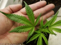Ya-mon: Jamaica decriminalises marijuana for personal use