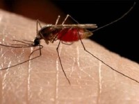 Jamaica has first suspected Chikungunya case
