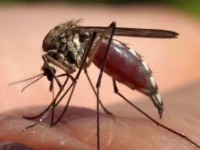 Jamaica braces for more Chikungunya virus