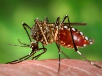 Seven additional cases of Chikungunya confirmed in Jamaica