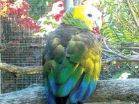 St Vincent gov’t denies swapping parrots for aid