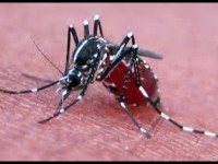 Caribbean urged to brace for full impact of Chikungunya