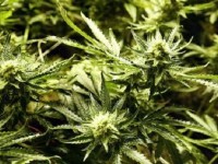 Jamaica may have to import American ganja, says US activist
