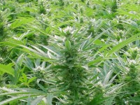 Jamaican marijuana company’s partner develops ganja breathalyser