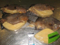 Passenger from Jamaica held with 2 pounds of cocaine inside fried fish – US Customs