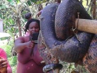 Big snake found in Montego Bay, Jamaica