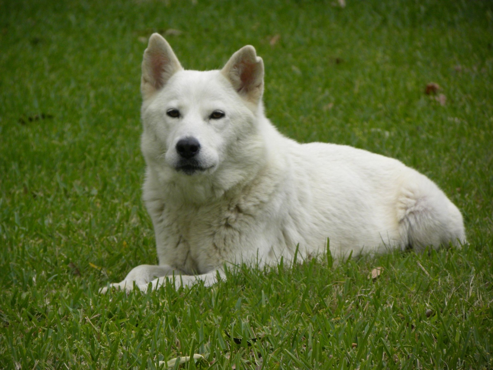 Jamaicans upset after reports that more than 50 Jamaican dogs received ...