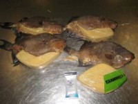US lists cocaine found in fried fish from Jamaica among top drug seizures