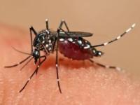BREAKING NEWS: Jamaica confirms first case of Zika Virus