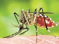 Zika Virus detected in Guyana
