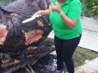 South Trelawny MP under fire for roasting one whole cow for her JLP members