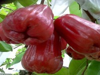 Bet You Didn’t Know: 10 surprising health benefits of Jamaica Otaheiti Apple