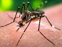 World Bank providing $150 million to fight Zika in Caribbean, Latin America