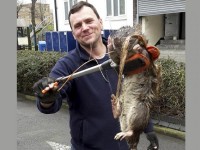 Huge four-foot-long rat found in London