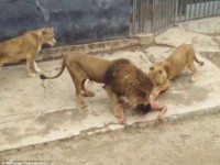 Man Tries To Commit Suicide By Feeding Himself To Lions