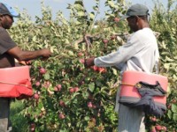 ‘Goodbye Jamaica!’ – 200 farm workers ran off in Canada last year