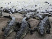 Jamaica……look out for stray crocodiles — NEPA