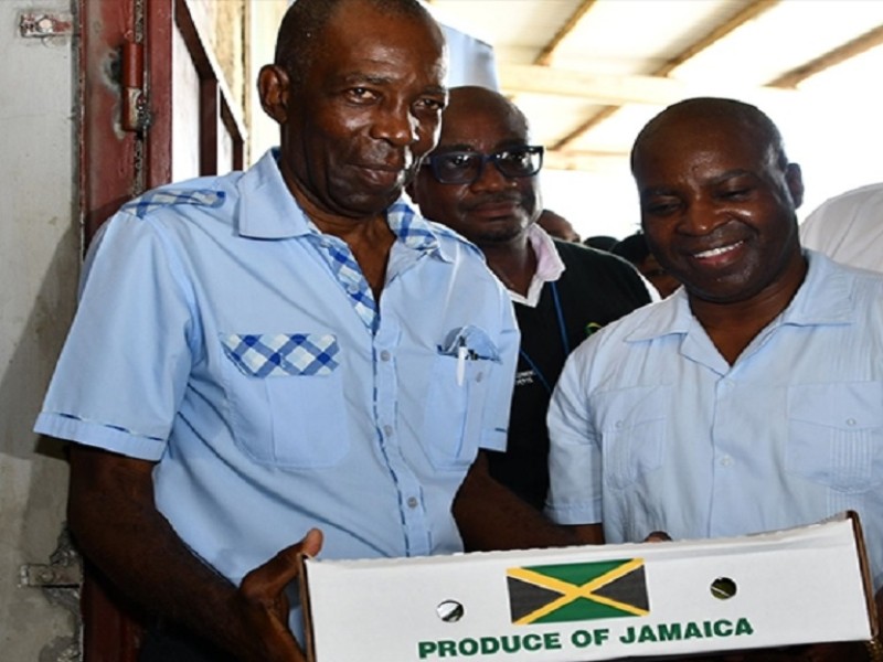 First shipment of Jamaican mangoes off to the US in 20 years