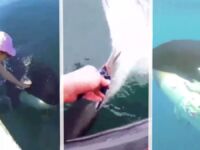 Killer Whale Asks Humans for Help to Rescue Mother Whale; She Says Thank You With A Gift – Watch Video